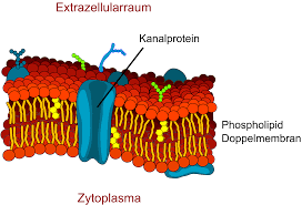 La membrane plasmique ou plasmalemme