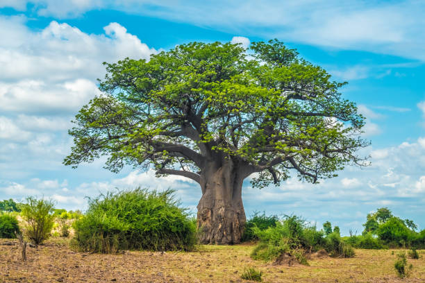 Réalité socio-politique des nouvellistes africains