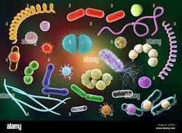 SYSTEMATIQUE BACTERIENNE