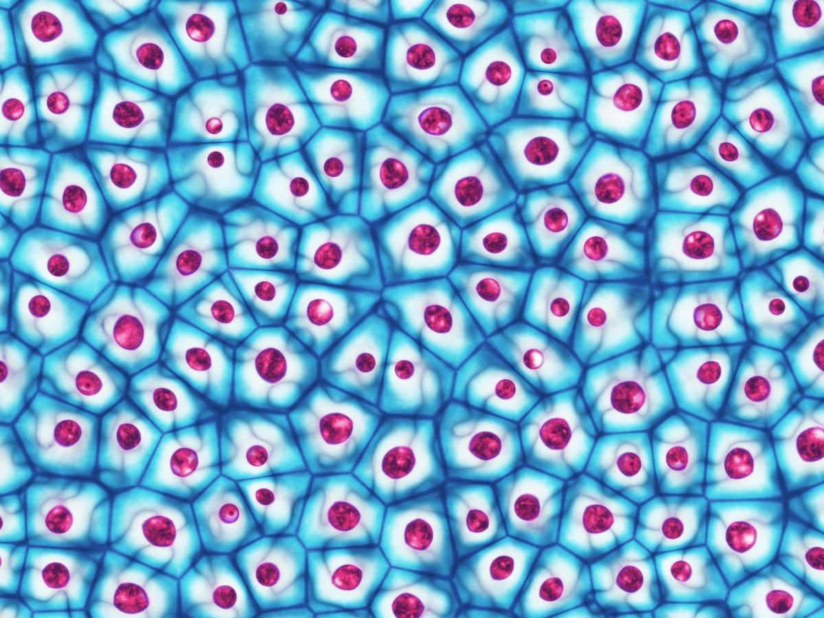 Biologie cellulaire: Caractères généraux de la cellule et méthodes d'étude