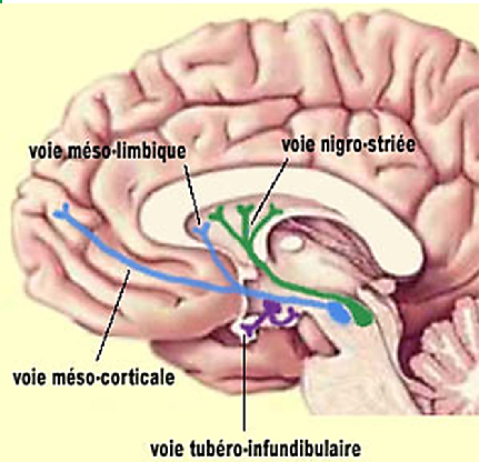 Mécanismes biologiques de la motivation