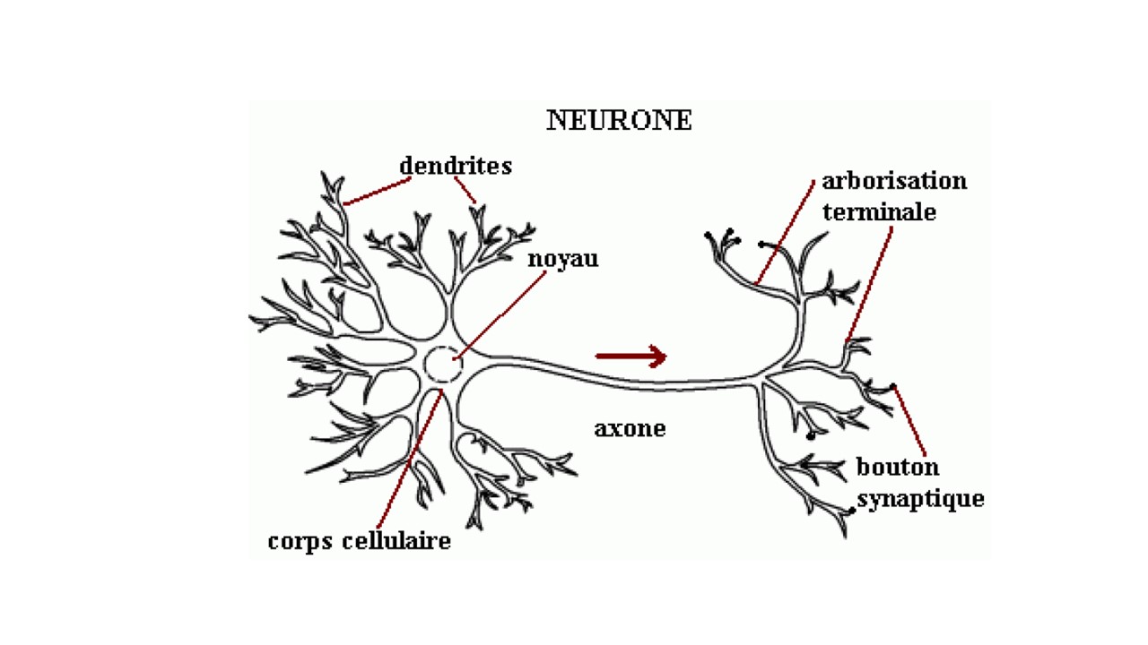 Etude du Neurone